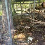 Animales localizados en El Infiernito necesitan rehabilitarse