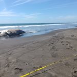 La ballena hembra que tenía un golpe de barco