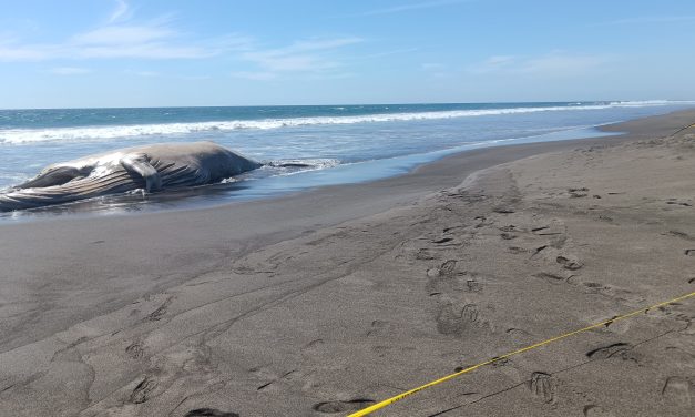 La ballena hembra que tenía un golpe de barco